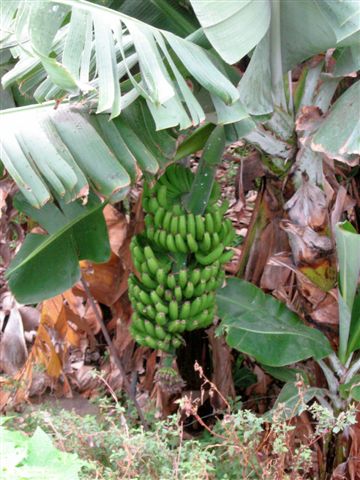 Bananen uit eigen tuin